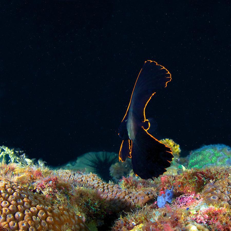 Deluna Diving Resort Puerto Galera Bagian luar foto